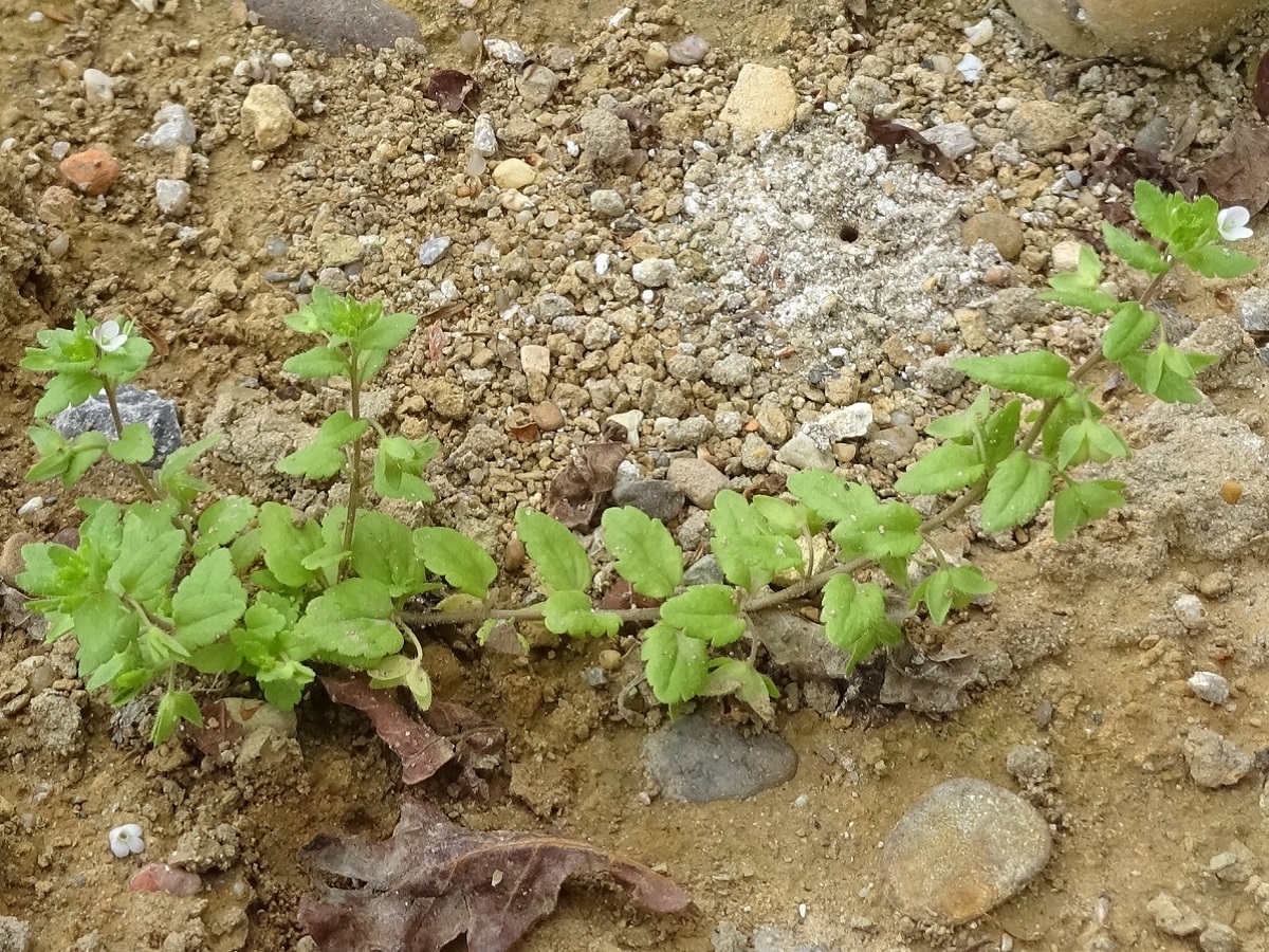Veronica agrestis (Plantaginaceae)